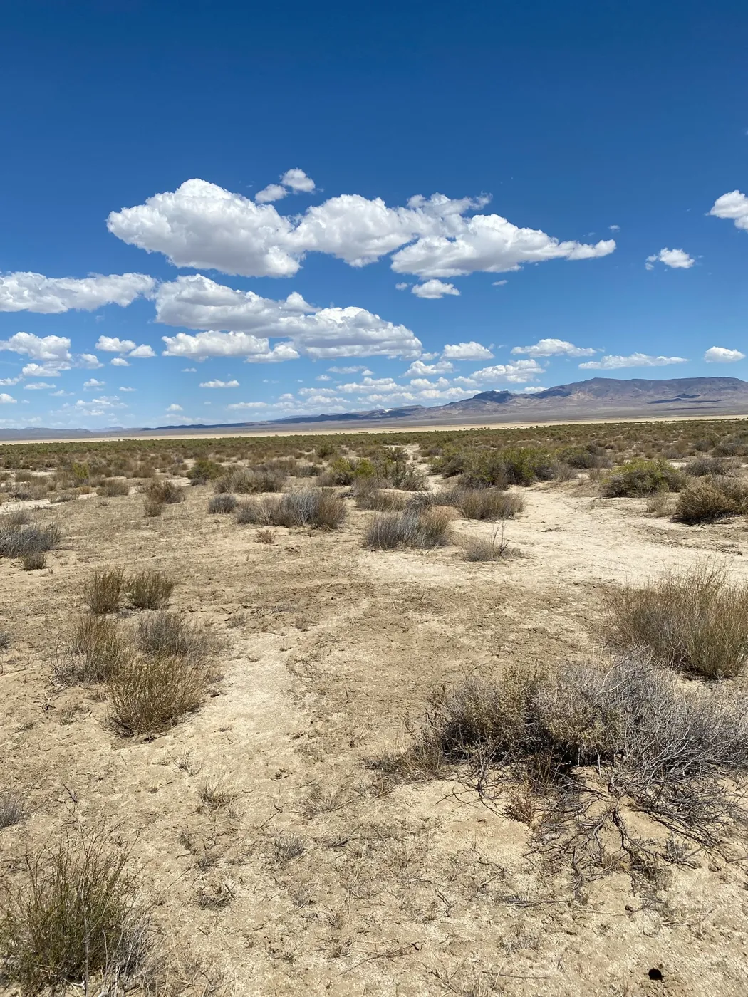 Sagebrush flats under a blue sky with mountains on the horizon in Nevada