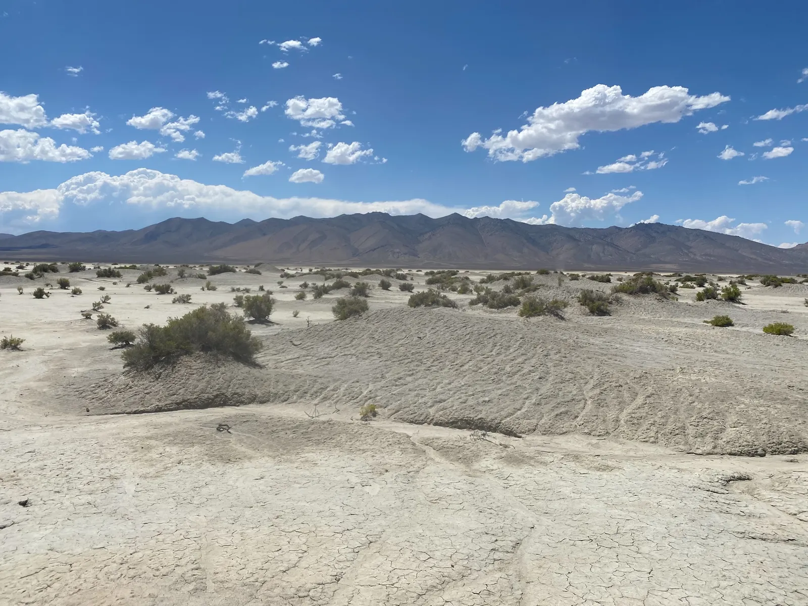 Gray clay pediment and sagebrush below a Nevada mountain range